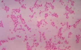 MICROBIOME TELLS YOU WHAT YOU ARE AND EAT ACCORDINGLY