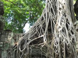 SIEM REAP IS CARVING ITSELF INTO MY HEART