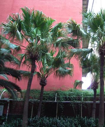 TALK TO THE PALMS, THEY WOULD RECOGNIZE THE CHANGO