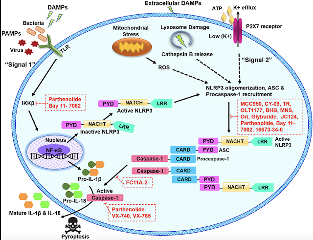 INFLAMMATION ASSOCIATED CHRONIC DISEASES: A TIME TO REEVALUATE OUR MEDICAL APPROACHES