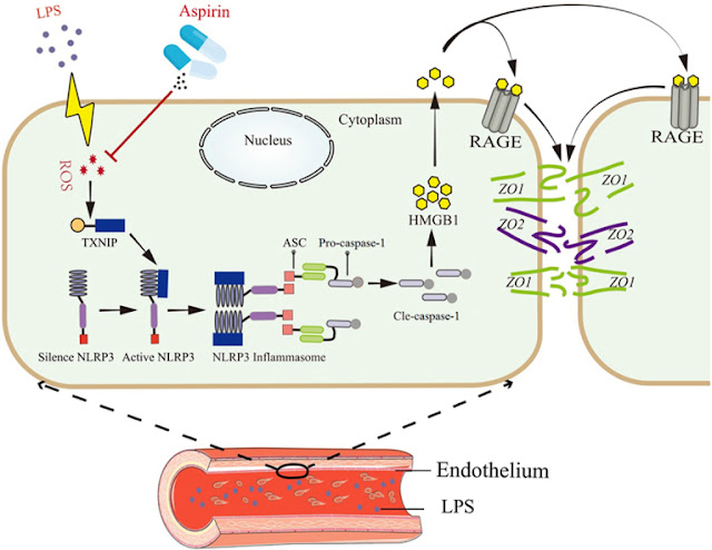 A BABY ASPIRIN PROTECTS THE HEART BUT HOW? HERE IS THE SCIENCE