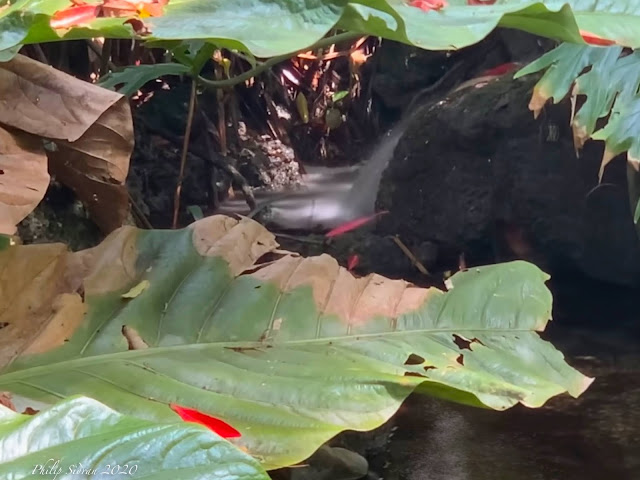 AFTER TEN WEEKS OF HOME ISOLATION, THE FIRST BREATH OF NATURE MIAMI