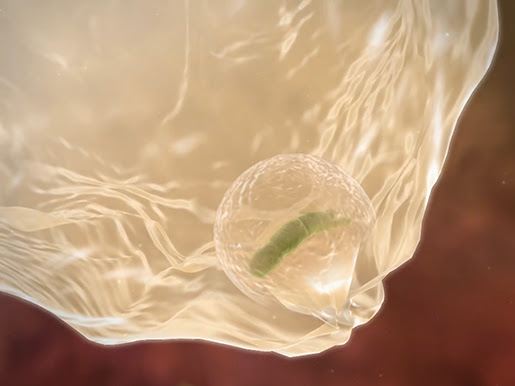 WE HEAR A LOT OF IMMUNITY: WHAT IS IT ? A NICE EXPLANATION FROM AN APP. VISIBLE BODY