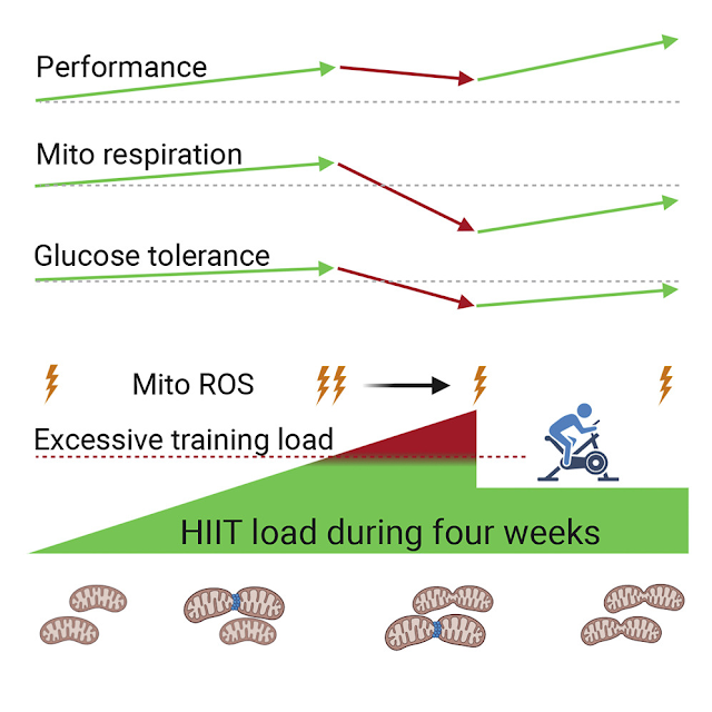 EXCESSIVE EXERCISE IN THE ABSENCE OF NUTRITION ( NOT PROCESSED FOOD LIKE SUBSTANCES) MAY ACTUALLY DAMAGE YOUR HEALTH