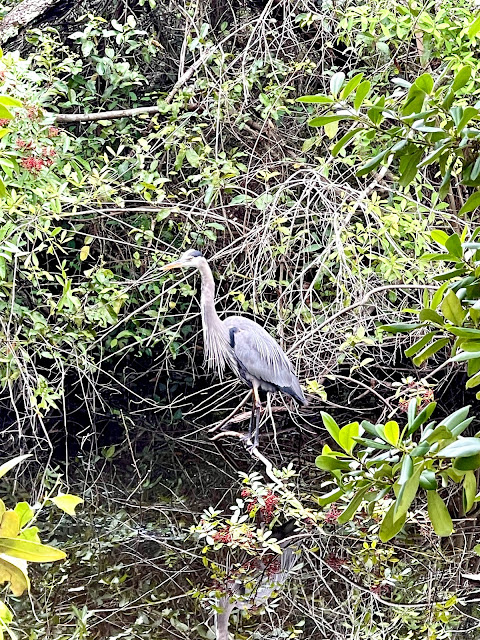 A DAY IN THE EVERGLADES NATIONAL PARK, JUST A SMALL PART OF IT