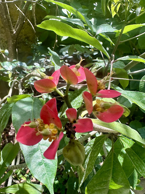 FLOWERS IN BLOOM AT THE FAIRCHILD TROPICAL GARDENS IN MIAMI FLORIDA IN MARCH APRIL 2024