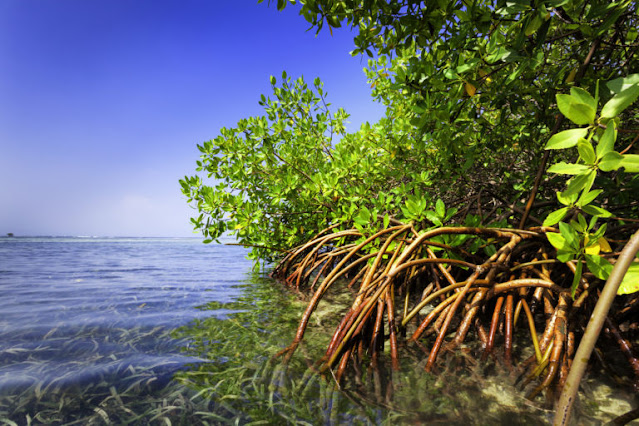 Mangroves and Memory: Hidden Currents Between Pine Island and Cuba